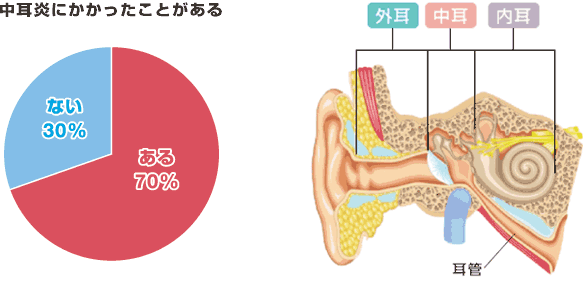 耳の構造